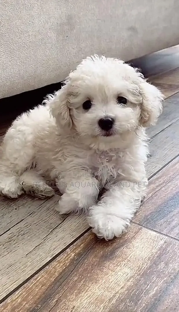 1-3 months Female Purebred Poodle · Photo 1