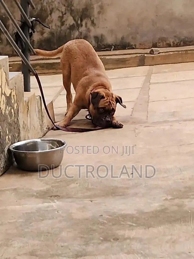 1-3 months Female Purebred Mastiff · Photo 1