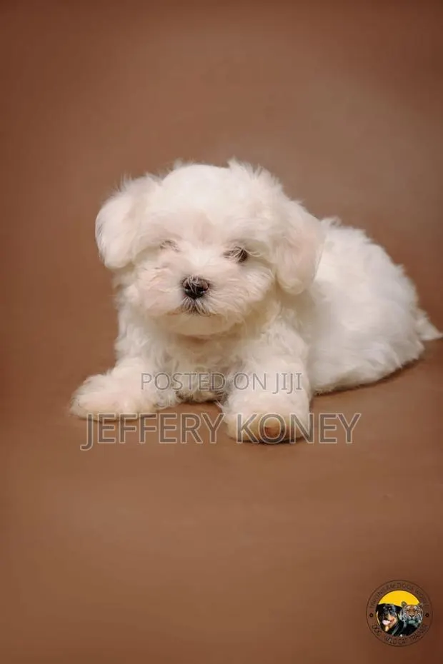 1-3 months Female Purebred Maltese · Photo 1