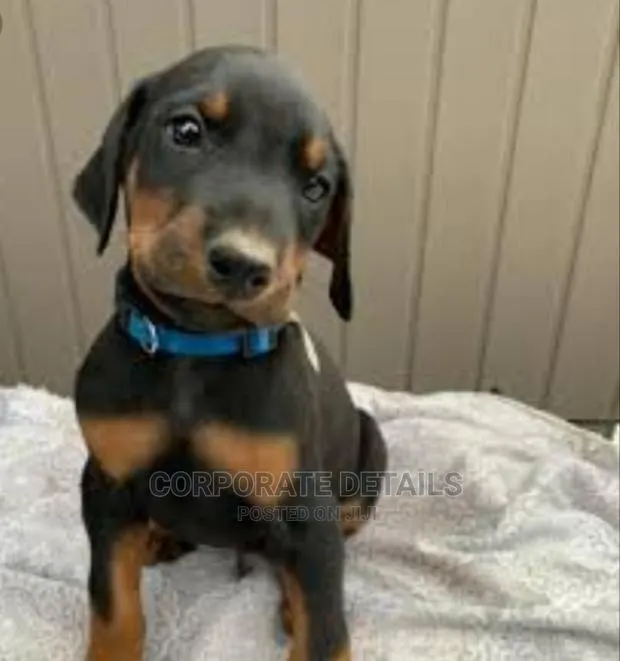 1-3 months Female Purebred Doberman Pinscher · Photo 1