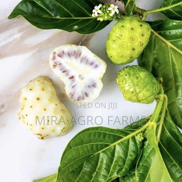 Moringa and Noni Seedlings · Photo 4