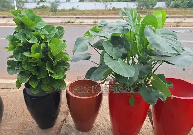 Flower Pot and Plant for Sale · Photo 1