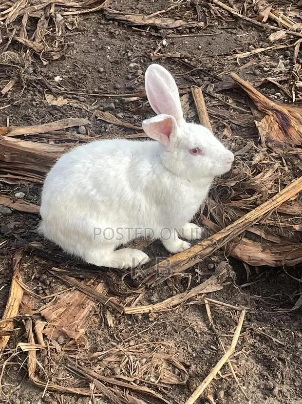 Rabbits for Sale · Photo 1