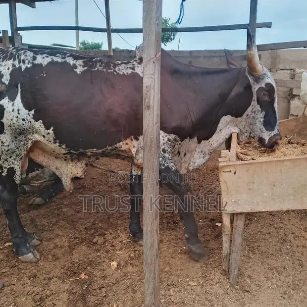 Healthy Cows · Photo 1