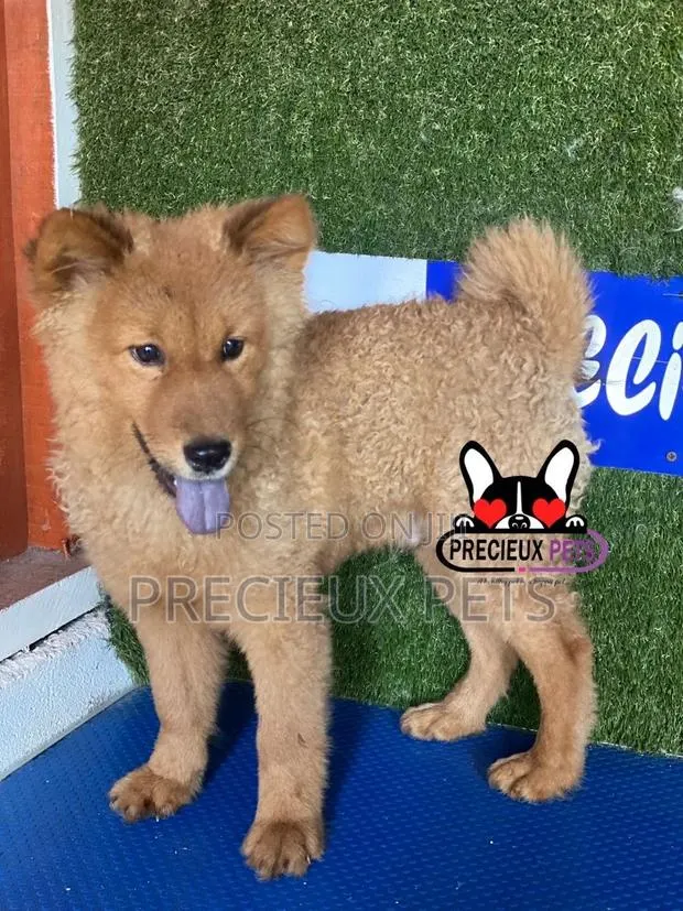 3-6 months Male Purebred Chow Chow · Photo 1