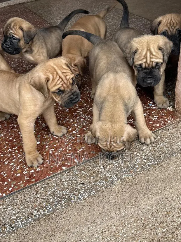 0-1 month Male Purebred Mastiff
