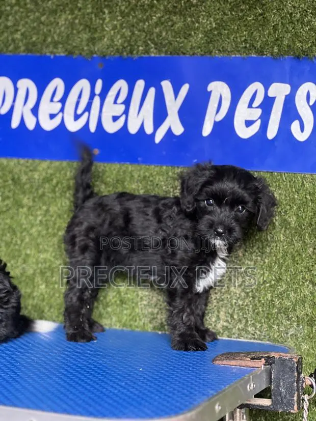 1-3 months Male Purebred Poodle · Photo 1