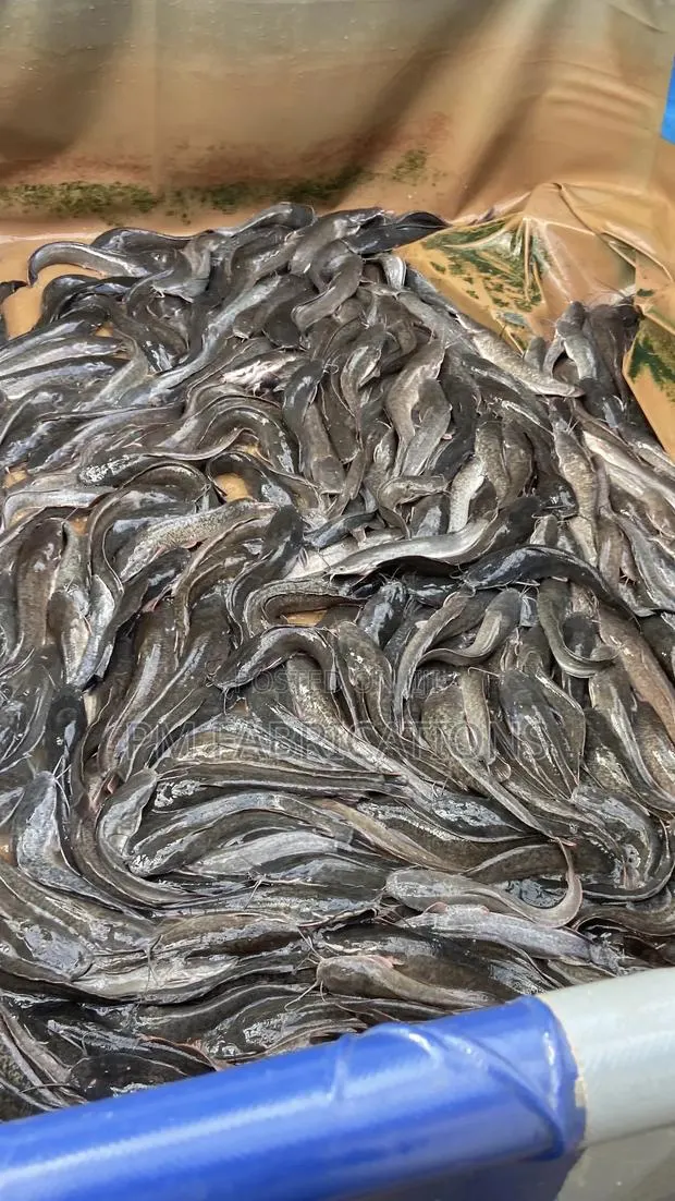 Catfish Fresh 1000 Fishes · Photo 1