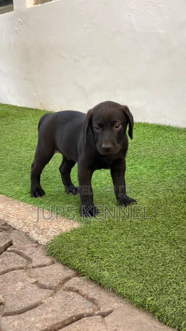1-3 months Male Purebred Labrador Retriever · Photo 1