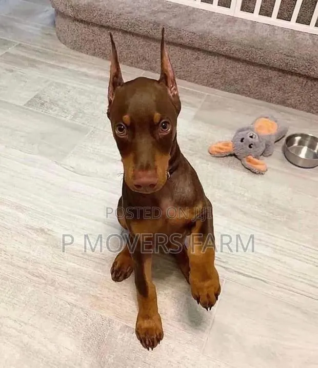 1-3 months Female Purebred Doberman Pinscher · Photo 1