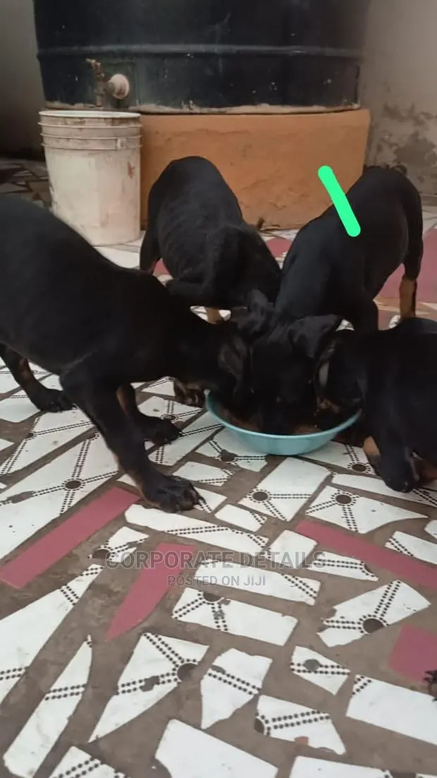 1-3 months Female Purebred Doberman Pinscher · Photo 1