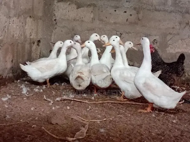 Healthy Active White Pekin Ducks for Sale · Photo 1
