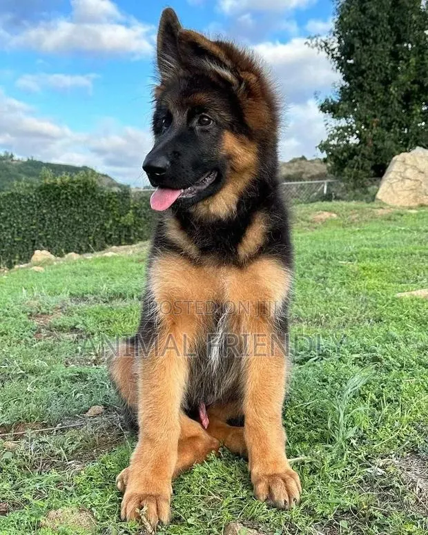 1-3 months Male Purebred German Shepherd · Photo 1