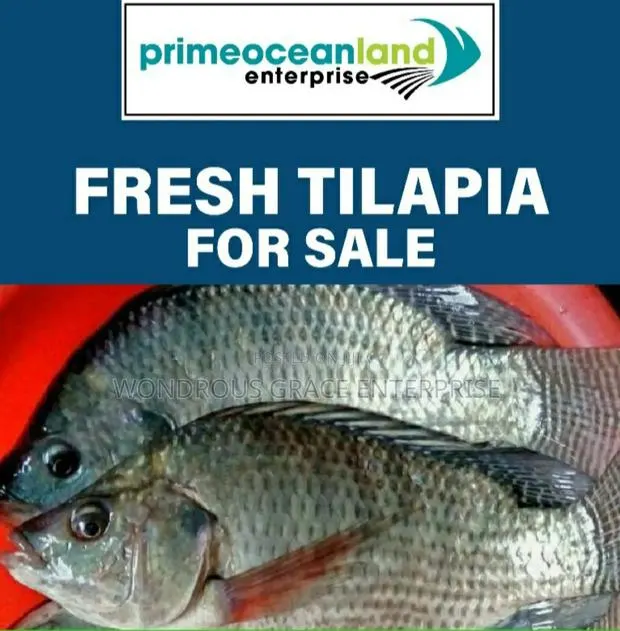 Volta Catch Tilapia · Photo 1