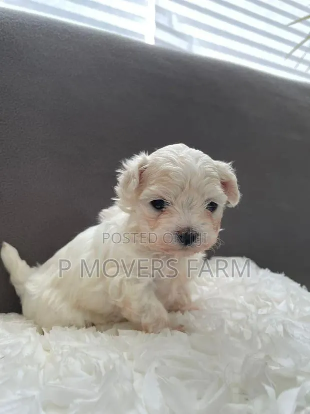 1-3 months Male Purebred Maltese · Photo 1