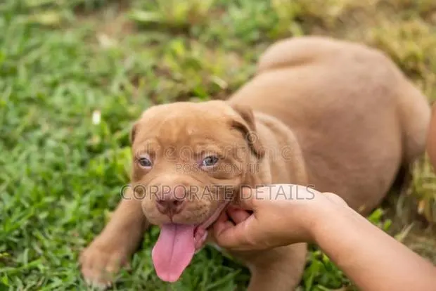 1-3 months Male Purebred American Pit Bull Terrier · Photo 1