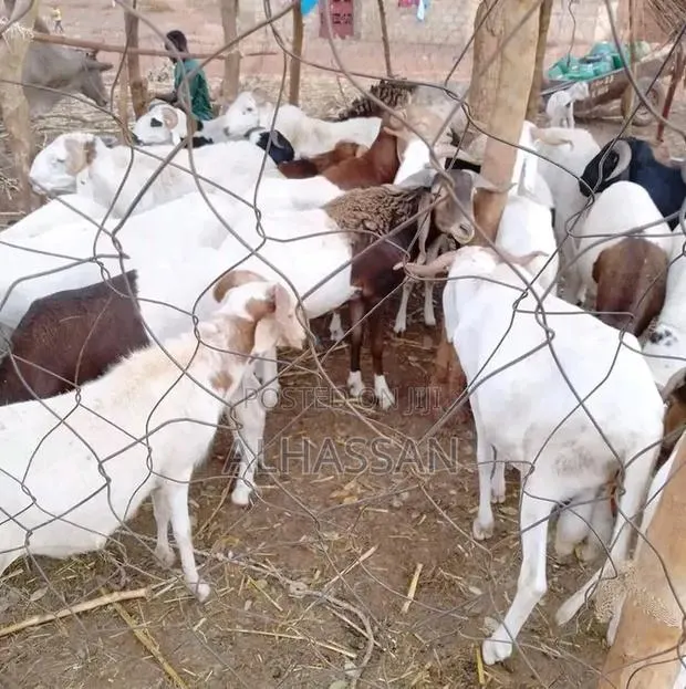 Alhassan From Animal · Photo 1