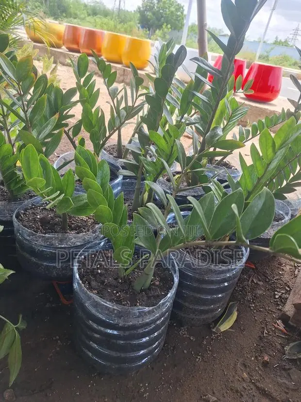 Zz Plant for Sale · Photo 1