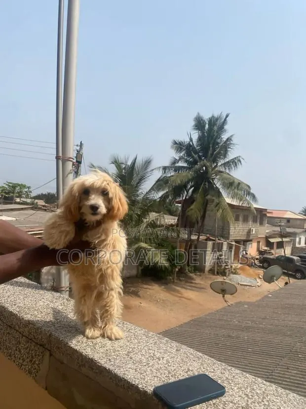 1-3 months Male Purebred Poodle · Photo 1