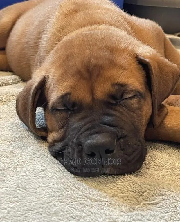 1-3 months Male Purebred Boerboel · Photo 1