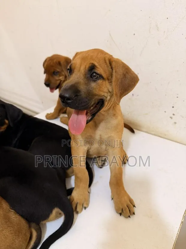 1-3 months Male Mixed Breed Rottweiler · Photo 1