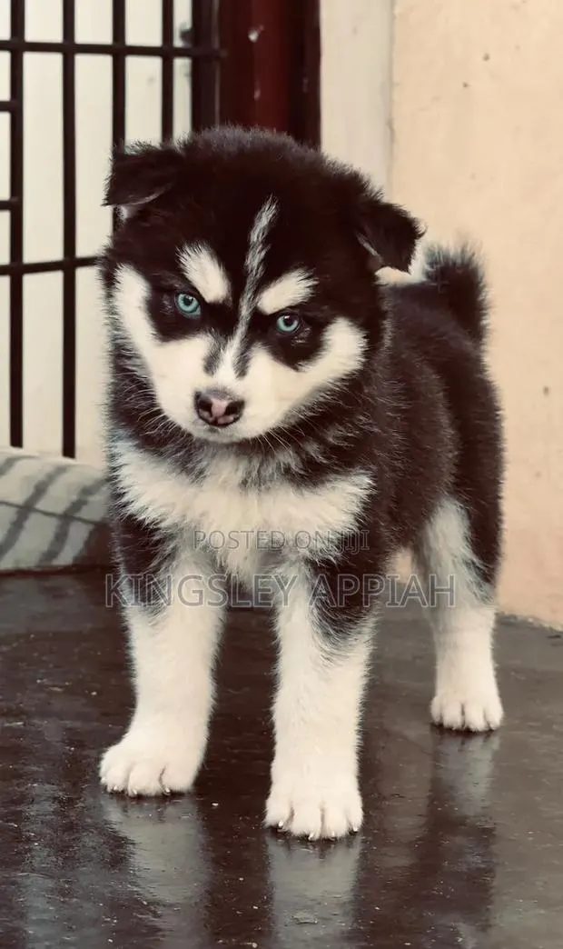 1-3 months Male Purebred Siberian Husky · Photo 1