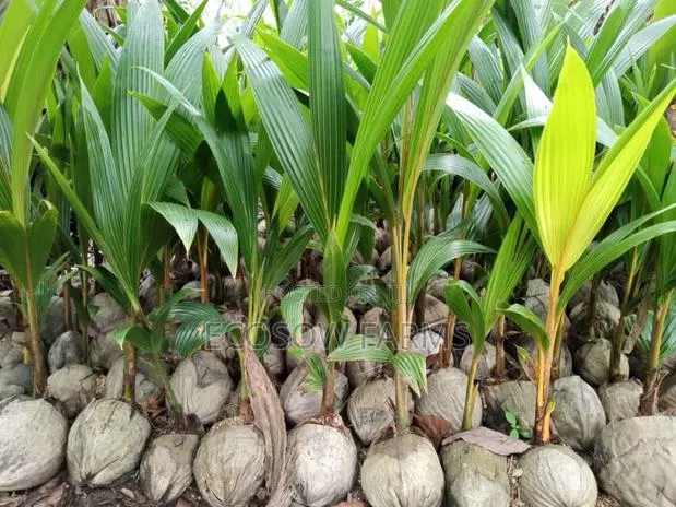 Hybrid Coconut Seedlings · Photo 1