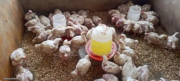 Day Old Broiler · Photo 3