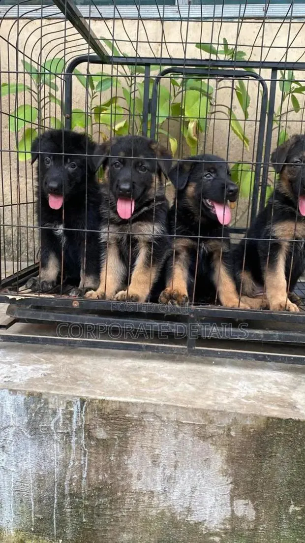 1-3 months Male Purebred German Shepherd · Photo 1