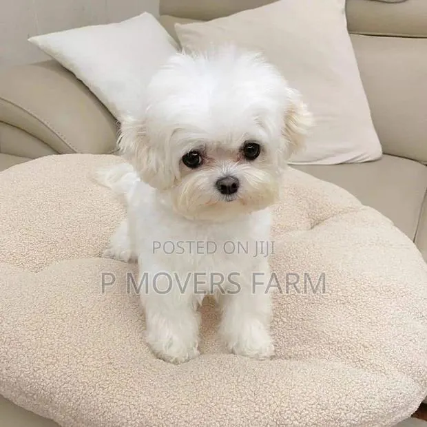1-3 months Male Purebred Maltese · Photo 1