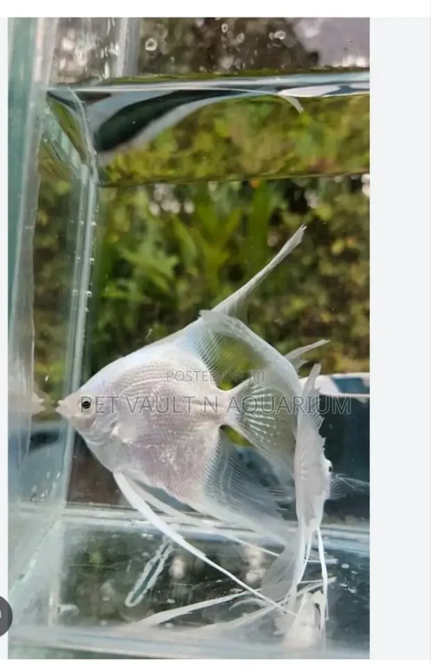 Angle Fish for Aquarium · Photo 1