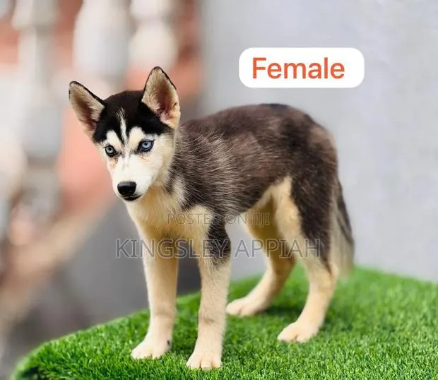 1-3 months Male Purebred Siberian Husky · Photo 1