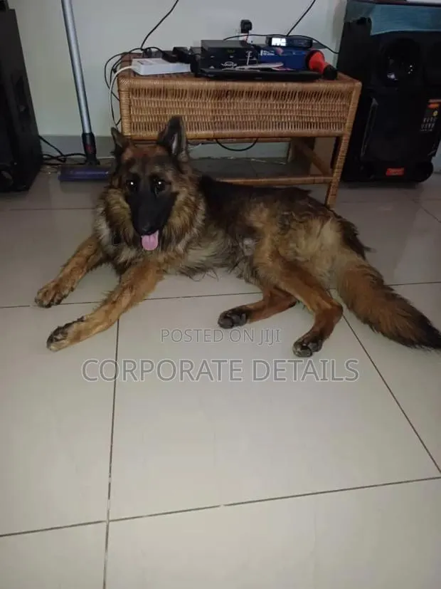 1+ year Male Purebred German Shepherd · Photo 1