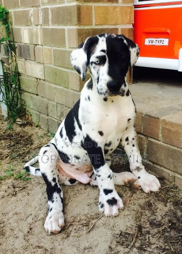 1-3 months Male Purebred Great Dane · Photo 1