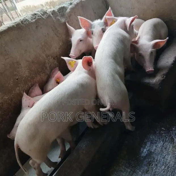 Weaners Pigs Available for Sale