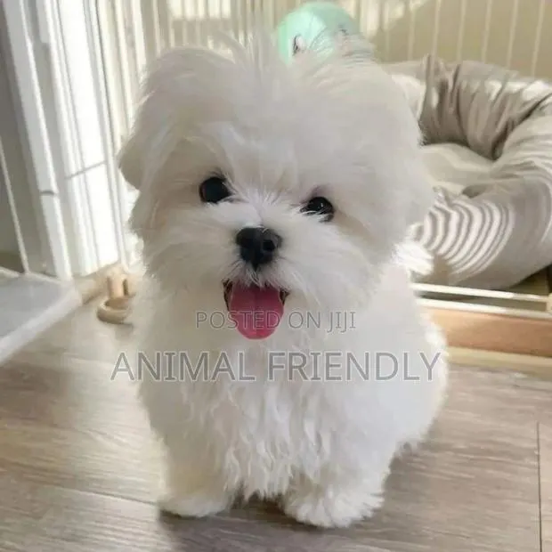 1-3 months Female Purebred Bichon Frise · Photo 1