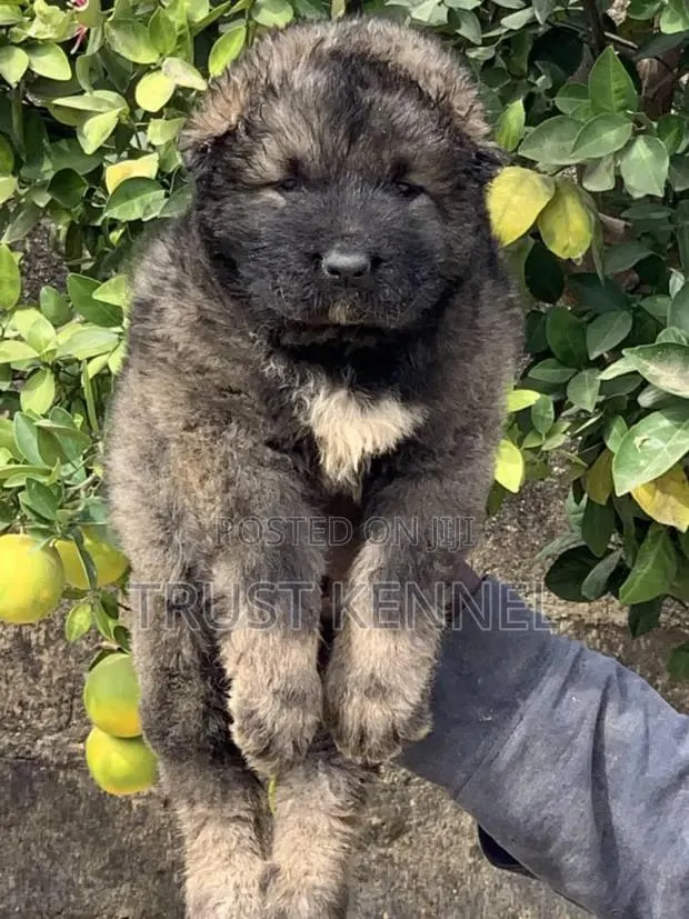1-3 months Male Purebred Caucasian Shepherd · Photo 1