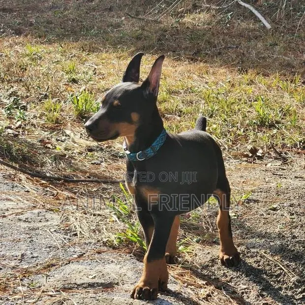 1-3 months Female Purebred Doberman Pinscher · Photo 1