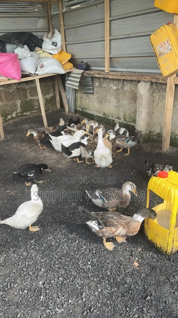Day Old Pekin Ducks, Fertile Egg and Matured for Meat. · Photo 1