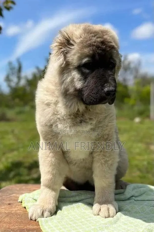 1-3 months Male Purebred Caucasian Shepherd · Photo 1