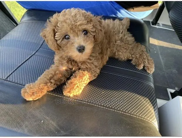 1-3 months Male Purebred Poodle · Photo 1
