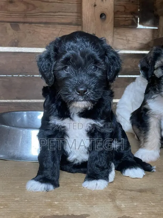 0-1 month Male Purebred Poodle · Photo 1