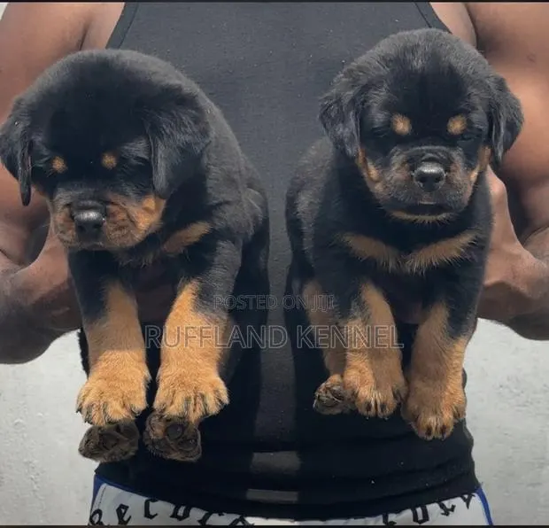1-3 months Female Purebred Rottweiler · Photo 1