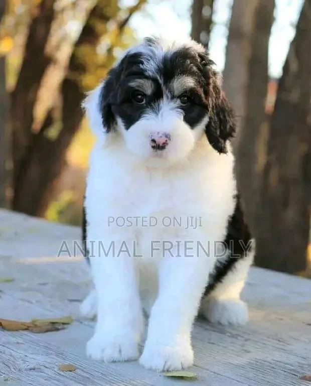 1-3 months Male Purebred Poodle · Photo 1