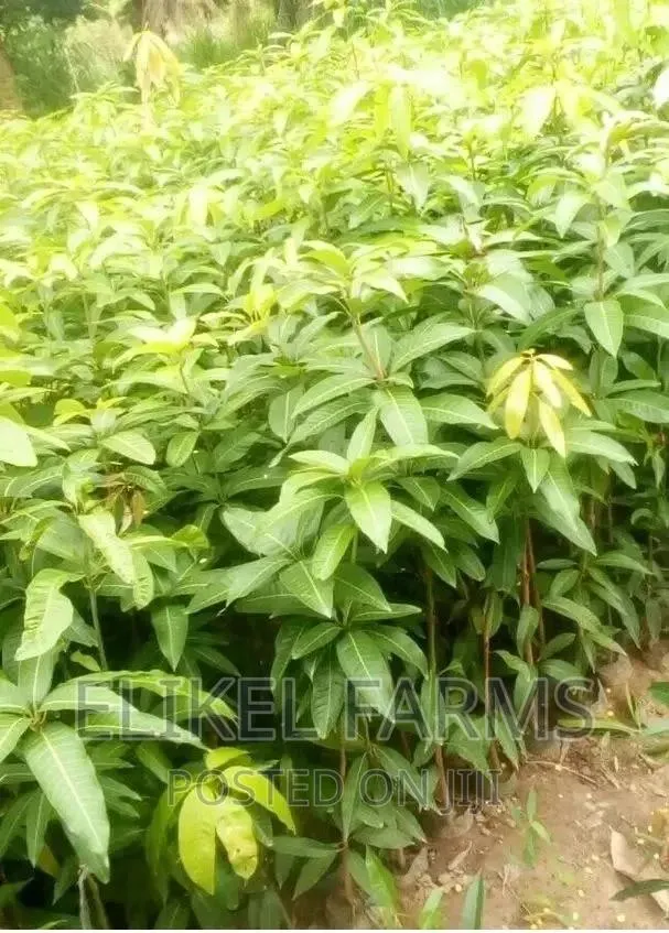 Grafted Mango Seedlings Oil Palm Orange · Photo 1