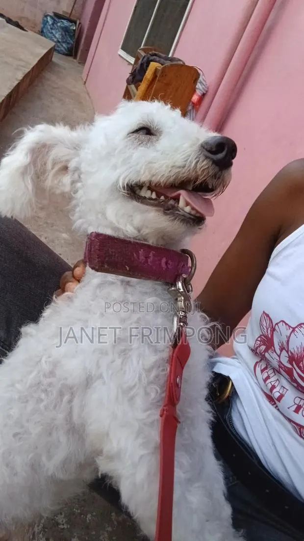 1+ year Male Purebred Poodle · Photo 1