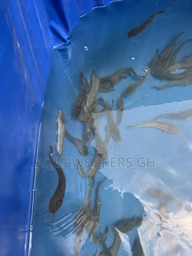 Start Your Fish Farming Journey With Ourpackages · Photo 1