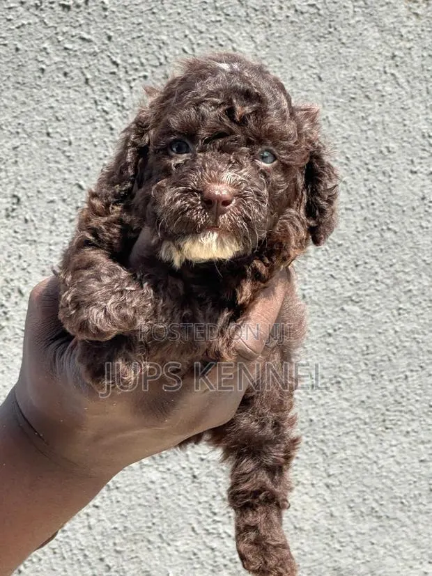 1-3 months Female Purebred Poodle · Photo 1