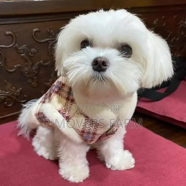 1-3 months Male Purebred Maltese · Photo 1