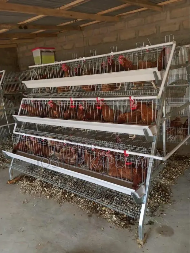Chicken Cages · Photo 1